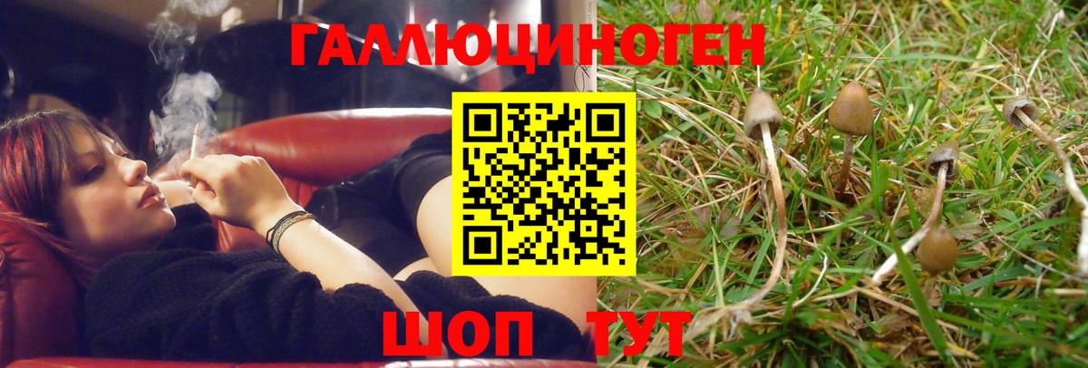 Псилоцибиновые грибы Psilocybe  Вход с VPN  Сокол 